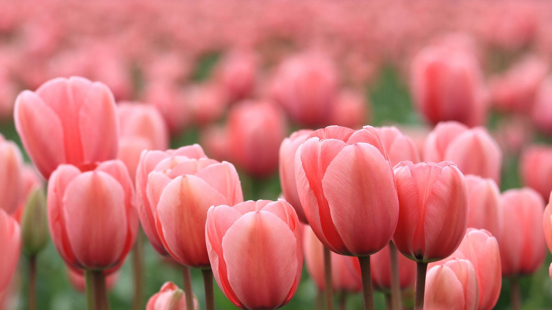 30+ Hình Ảnh Hoa Tulip Đẹp nhất làm ảnh nền máy tính và điện thoại | Hoa  tulip, Hoa xuân, Hình ảnh