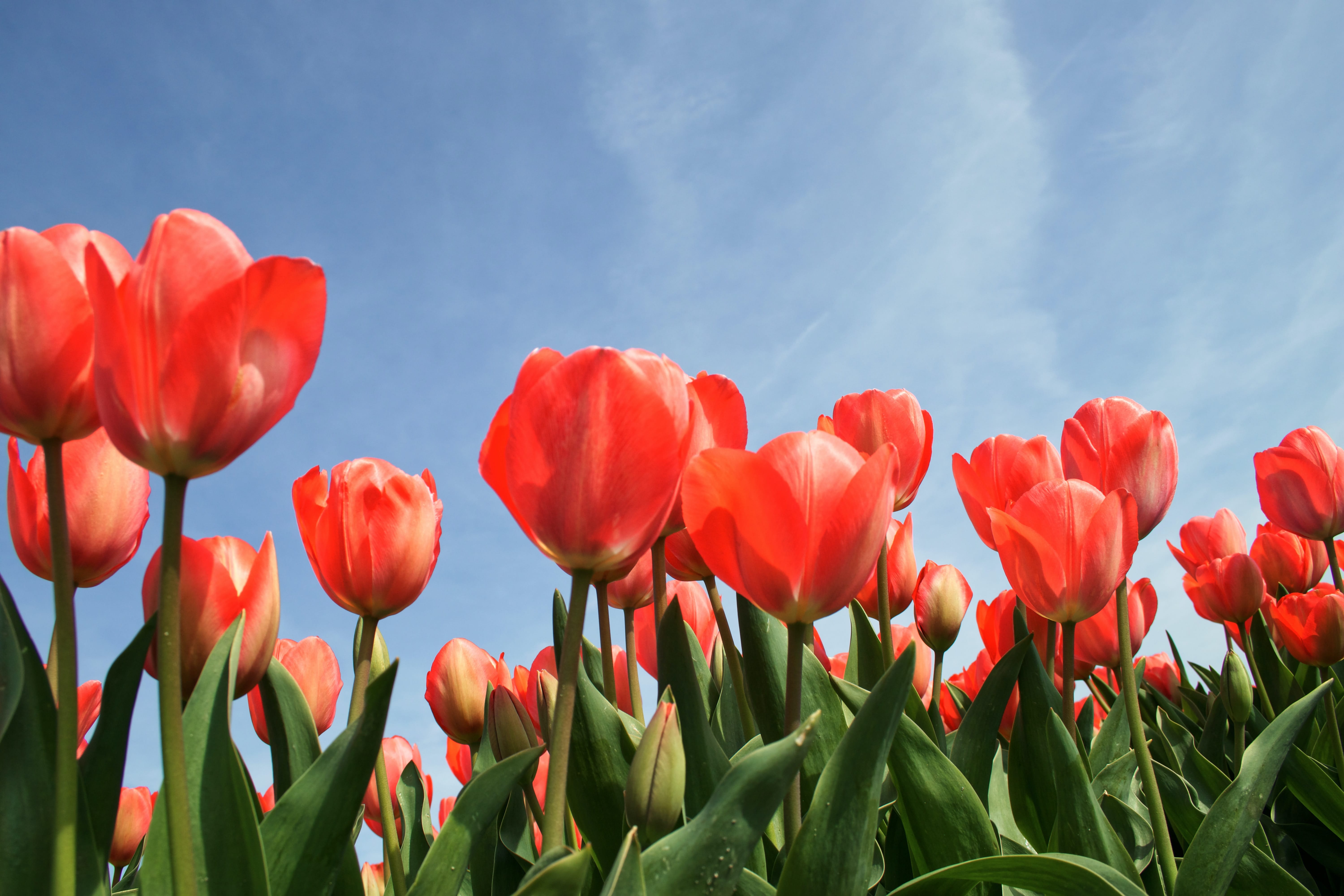 Nền Hoa Tulip Ban Ngày Hoa Tulip Trên Máy Tính để Bàn Và Hình ảnh Để Tải Về  Miễn Phí - Pngtree