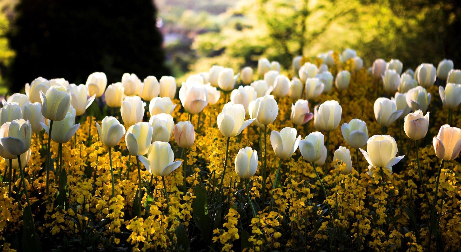 Hình nền hoa tulip: Tổng hợp các mẫu hình đẹp và nên thơ nhất