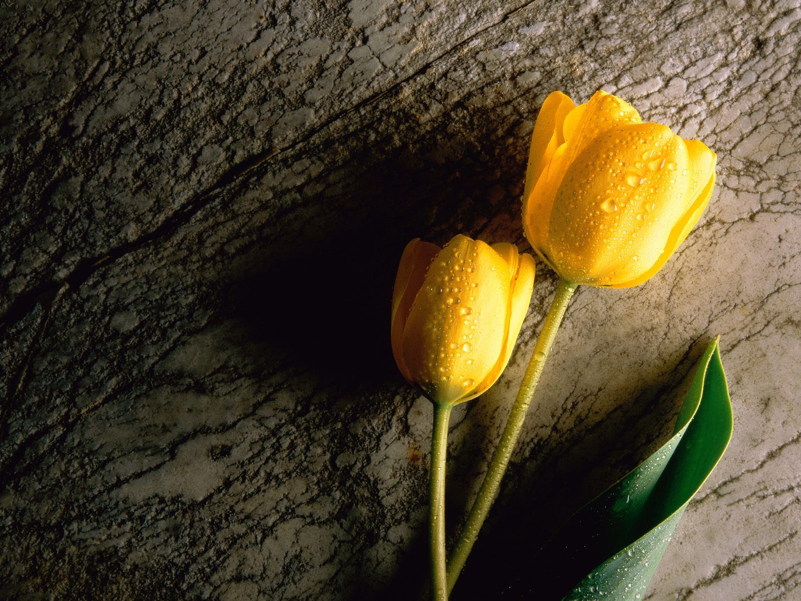 Mách bạn 104+ hình nền máy tính hoa tulip mới nhất - Tin học Đông Hòa