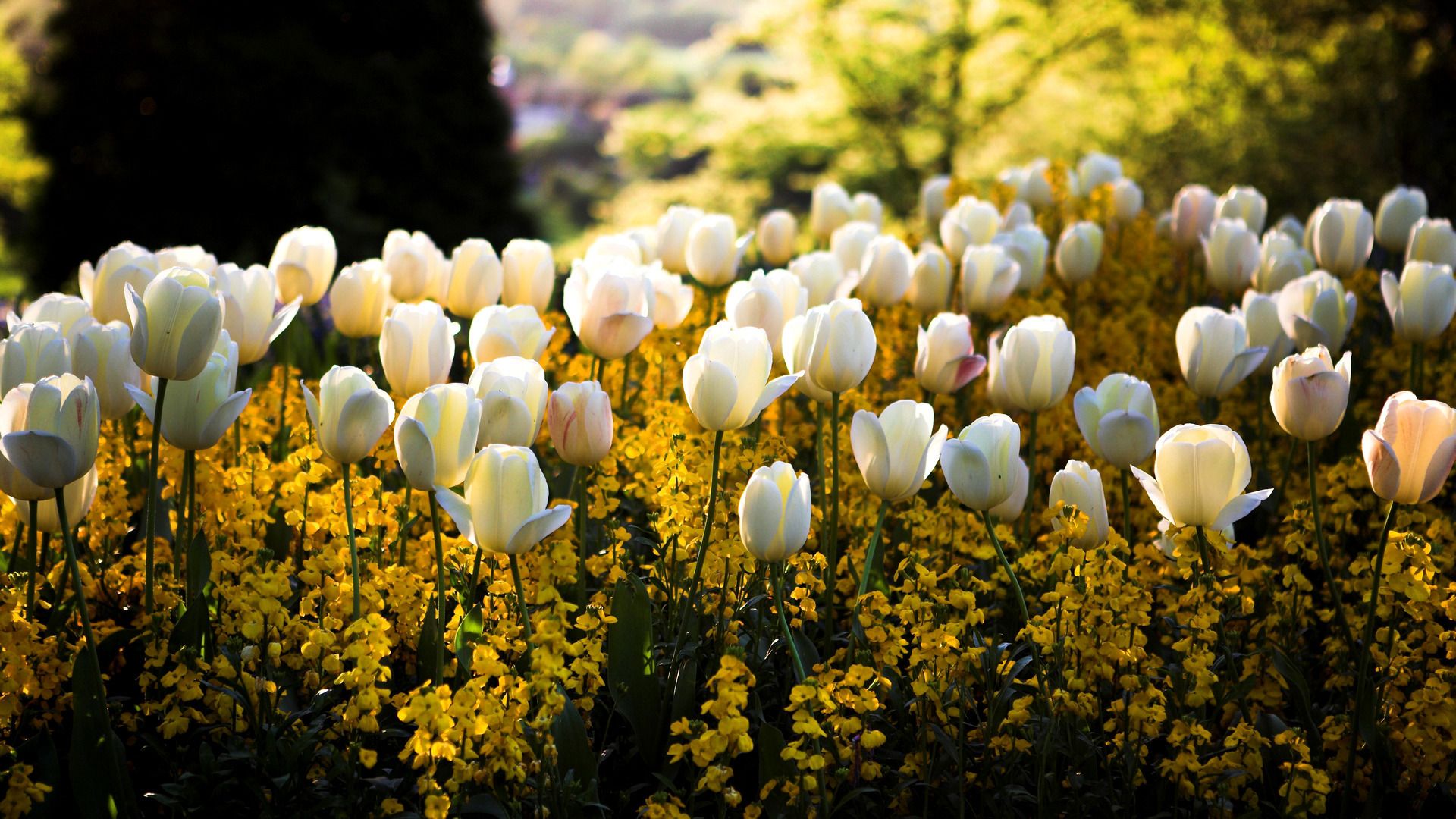 Tổng hợp nhiều hơn 113 hình nền hoa tulip tím mới nhất - Tin học Đông Hòa