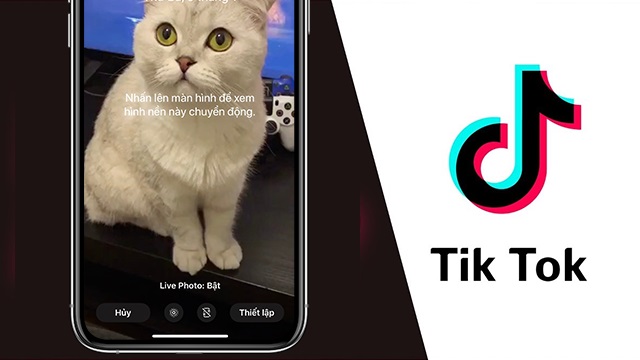 Video TikTok làm hình nền sẽ giúp bạn thưởng thức một trải nghiệm trực quan và độc đáo. Với những hình nền chất lượng cao được tạo ra từ những video độc đáo, bạn sẽ có được một không gian làm việc hoàn hảo.