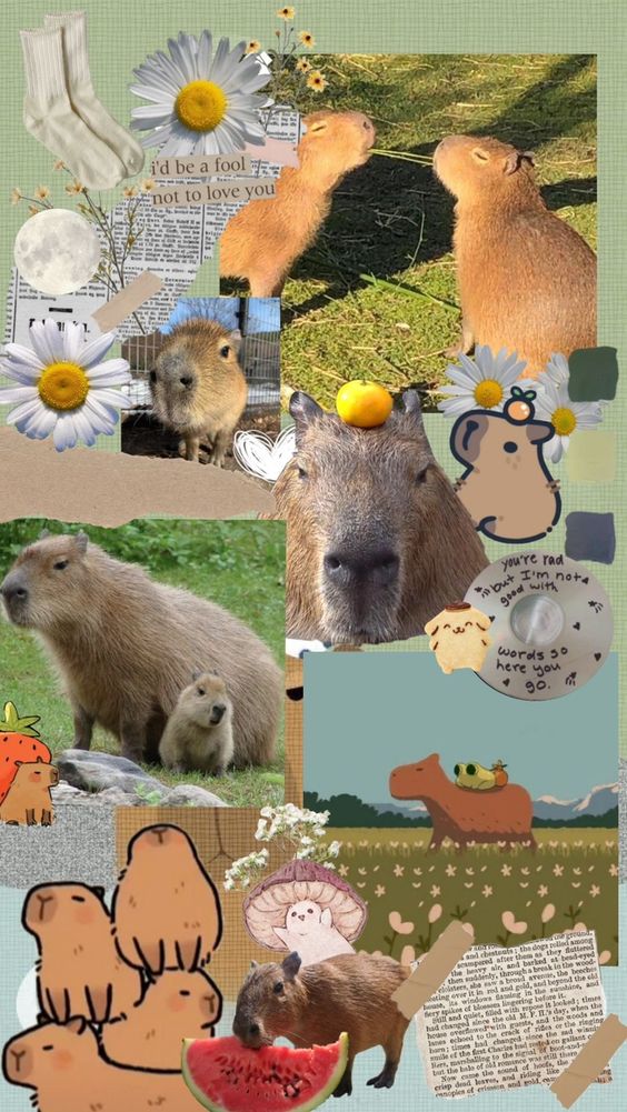 99+ hình nền Capybara cute 4K sắc nét cho điện thoại, laptop