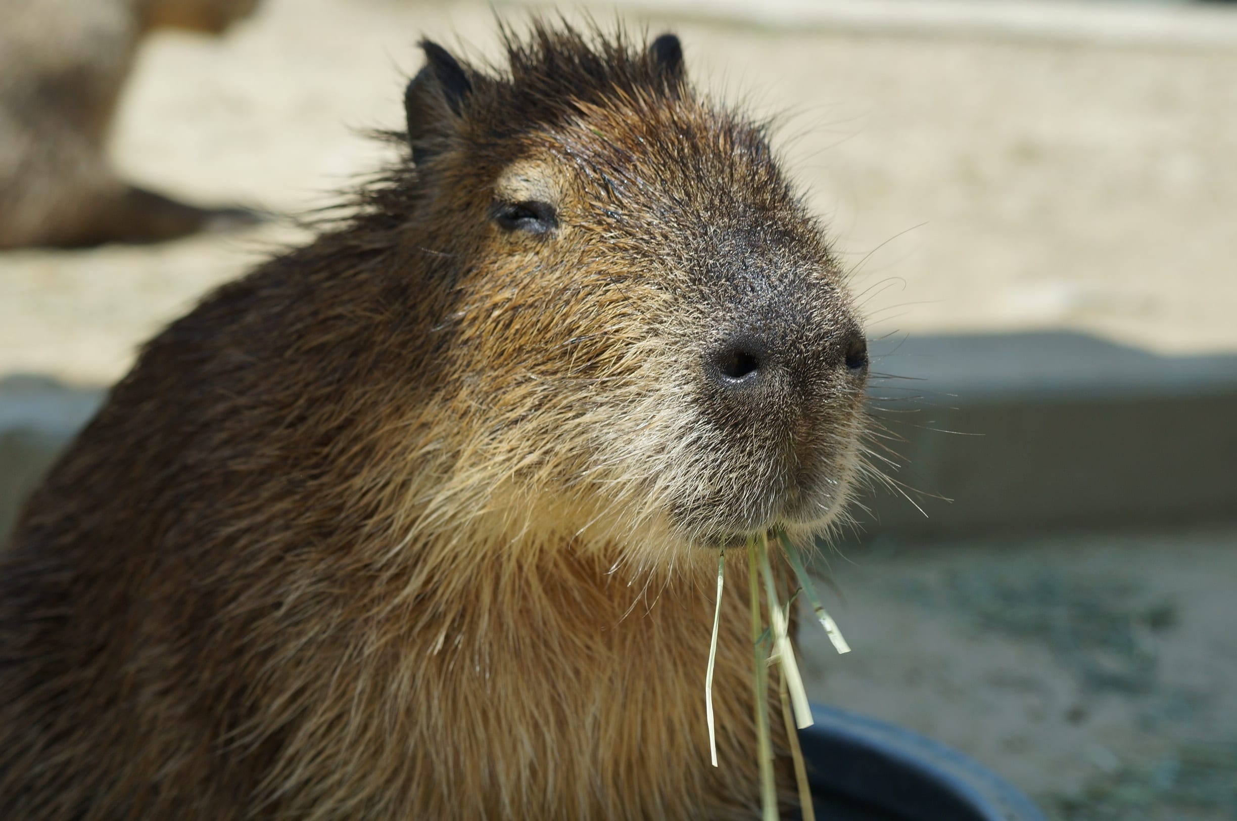 99+ hình nền Capybara cute 4K sắc nét cho điện thoại, laptop