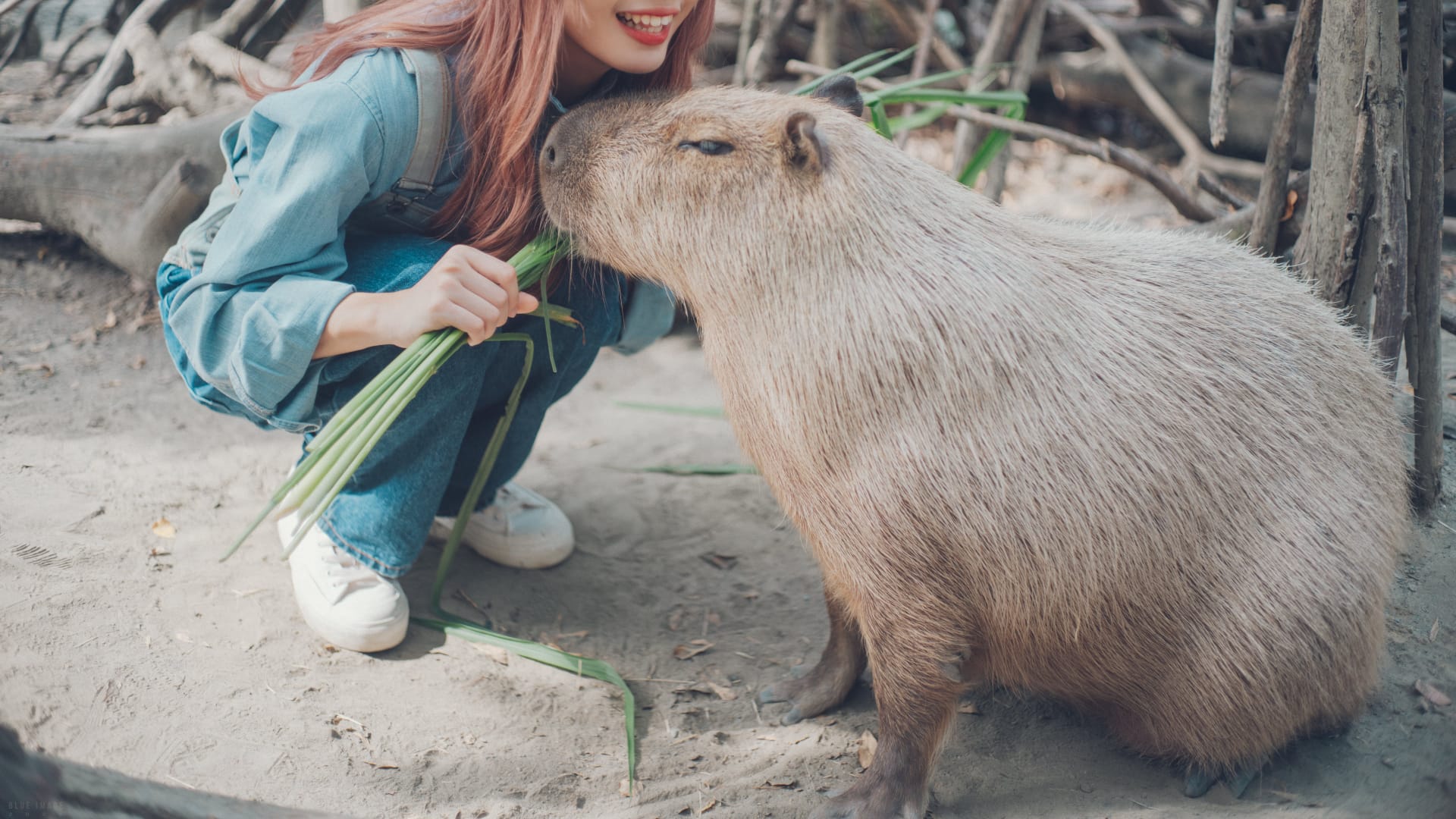 99+ hình nền Capybara cute 4K sắc nét cho điện thoại, laptop