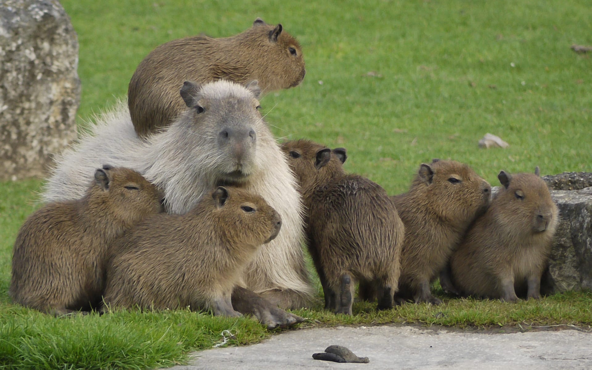 99+ hình nền Capybara cute 4K sắc nét cho điện thoại, laptop