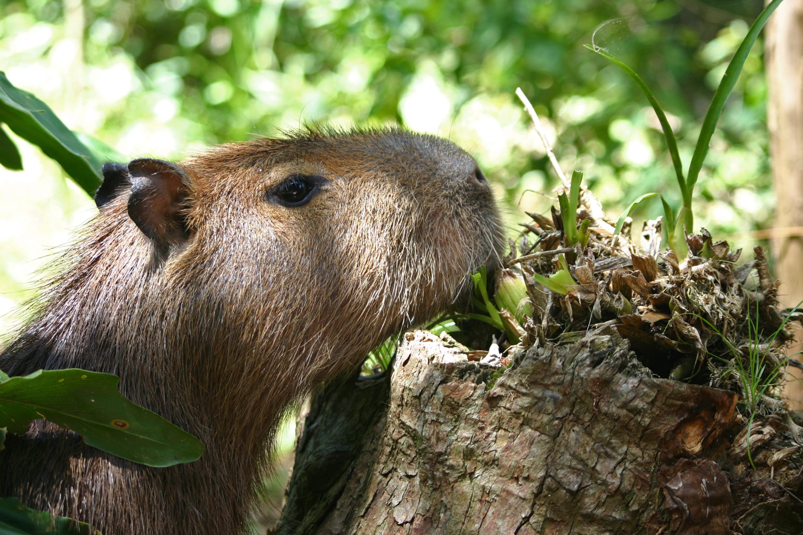 99+ hình nền Capybara cute 4K sắc nét cho điện thoại, laptop