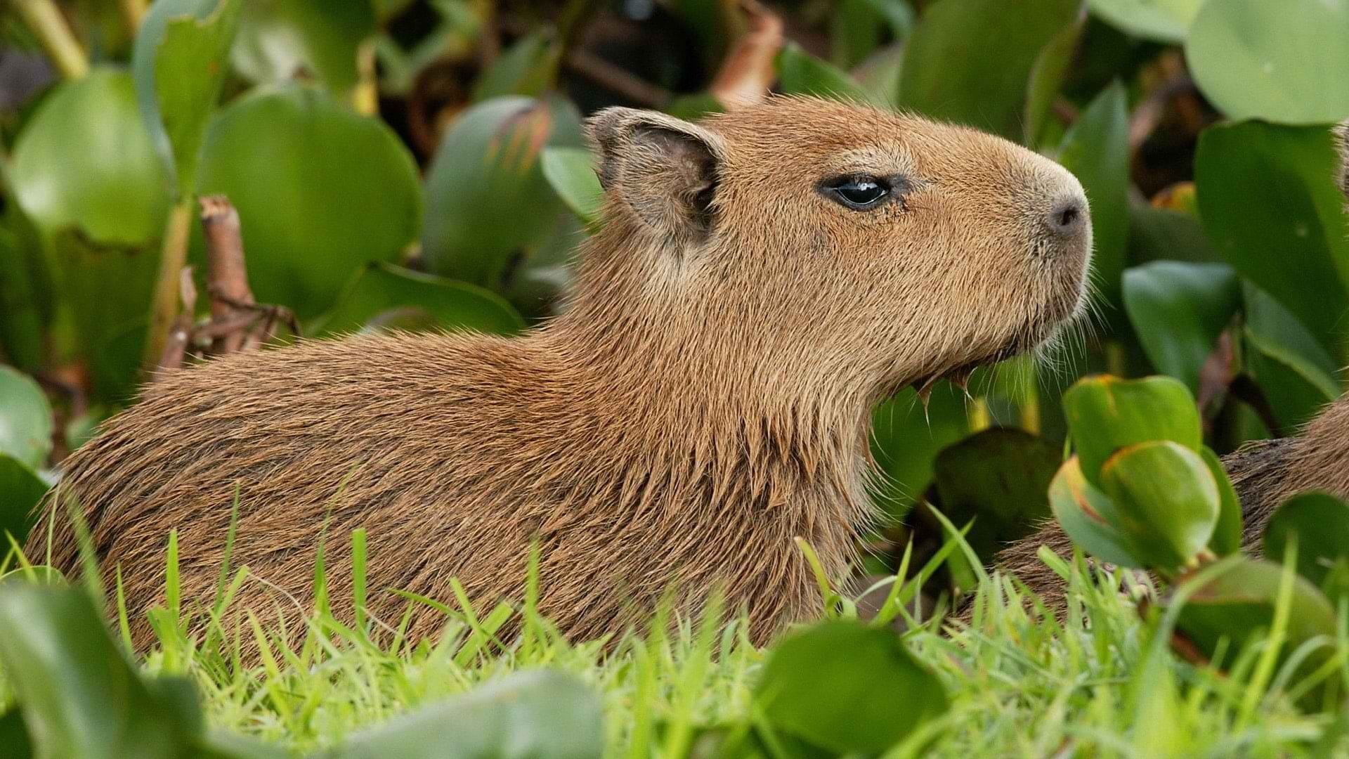 99+ hình nền Capybara cute 4K sắc nét cho điện thoại, laptop