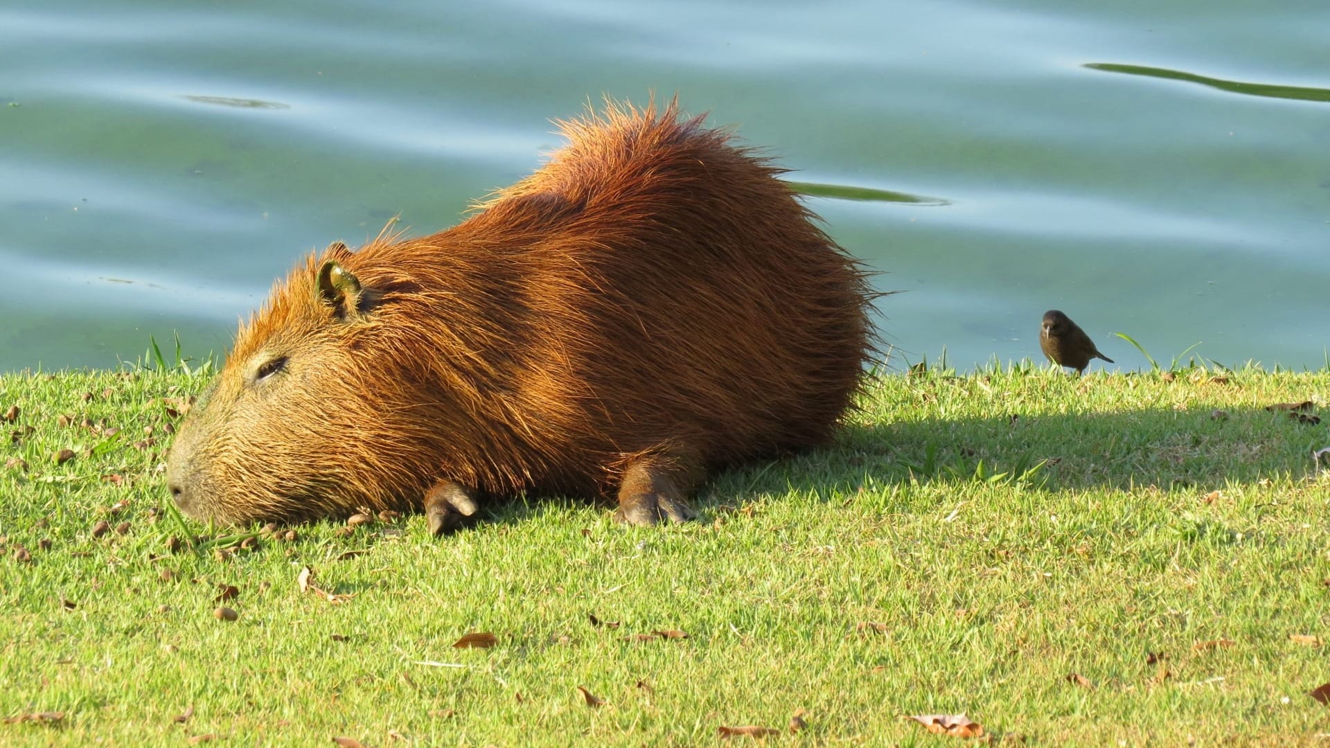 99+ hình nền Capybara cute 4K sắc nét cho điện thoại, laptop