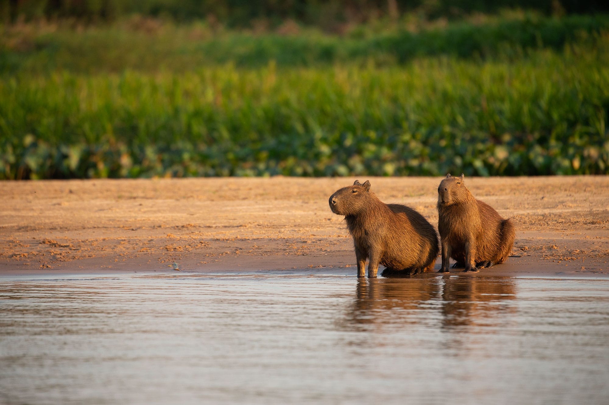 99+ hình nền Capybara cute 4K sắc nét cho điện thoại, laptop