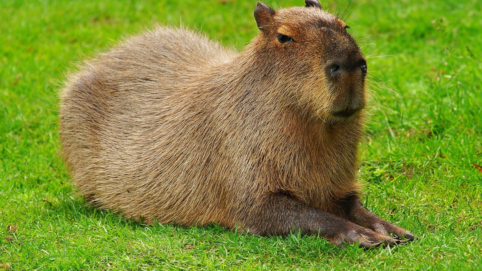 99+ hình nền Capybara cute 4K sắc nét cho điện thoại, laptop