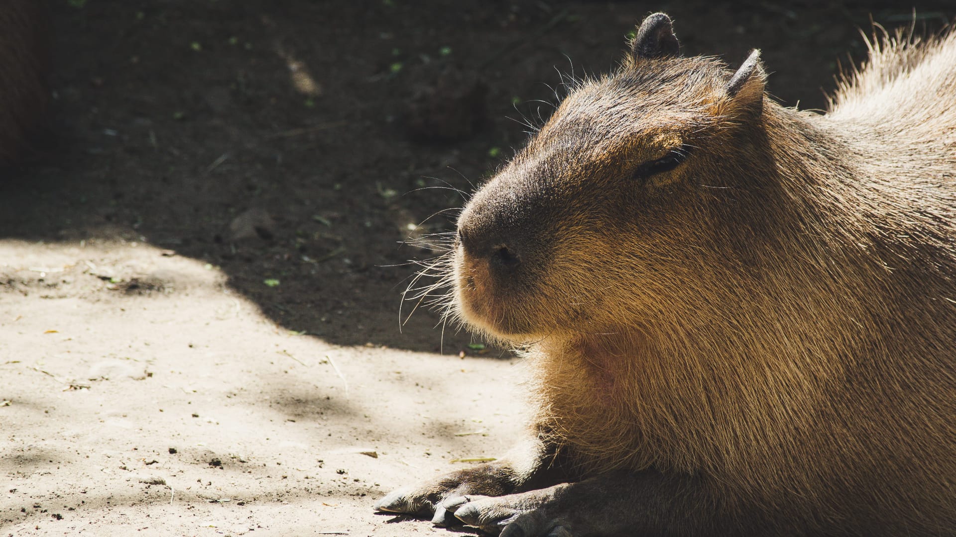 99+ hình nền Capybara cute 4K sắc nét cho điện thoại, laptop