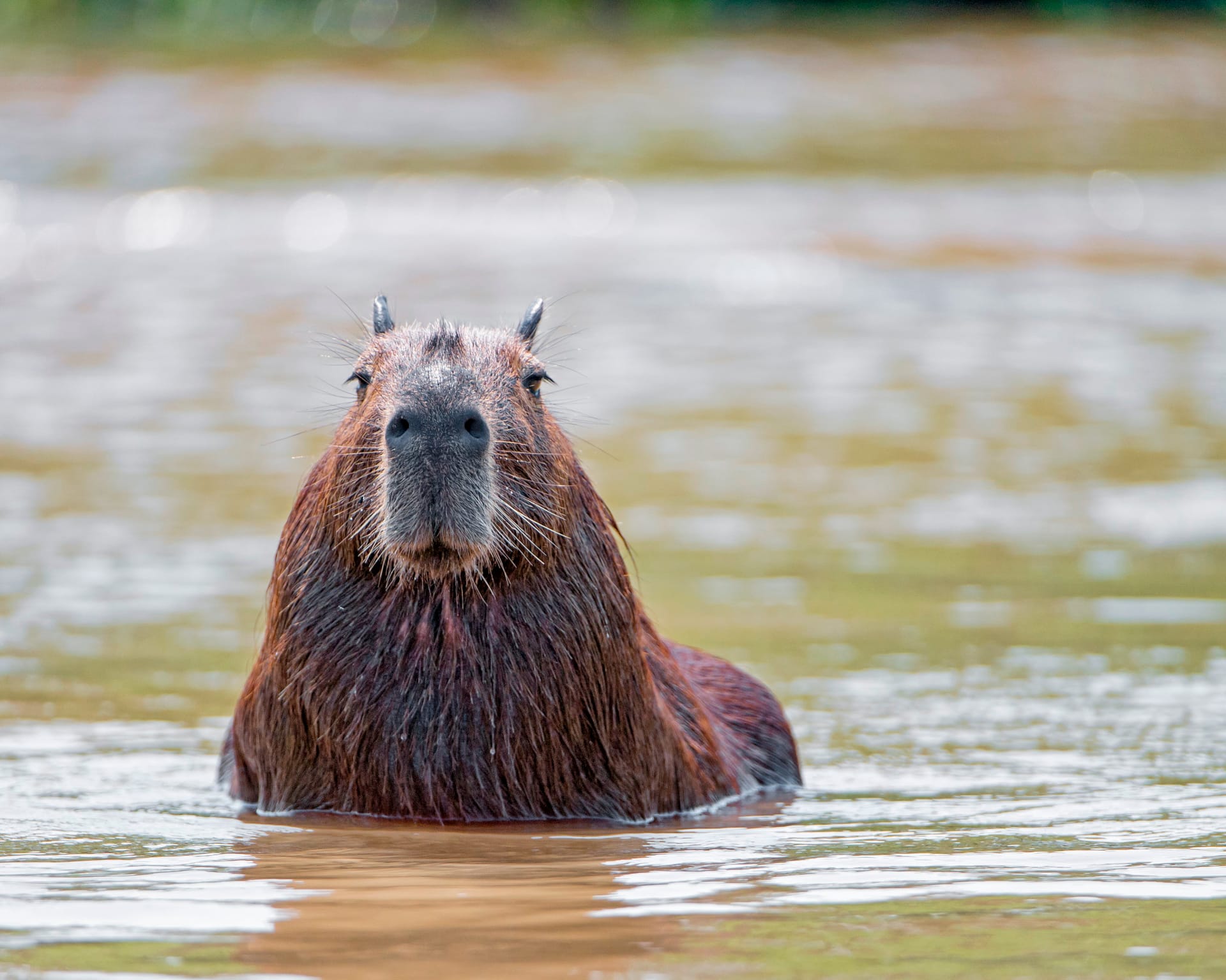 99+ hình nền Capybara cute 4K sắc nét cho điện thoại, laptop