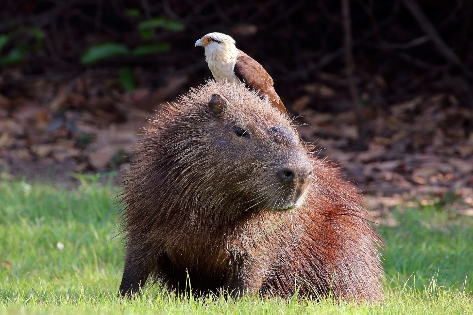 99+ hình nền Capybara cute 4K sắc nét cho điện thoại, laptop