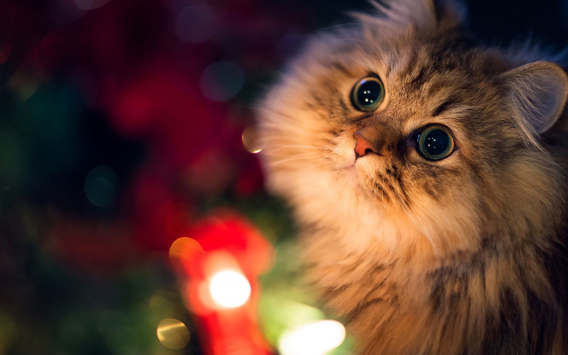 Top 100 hình ảnh con mèo con cute dễ thương nhất