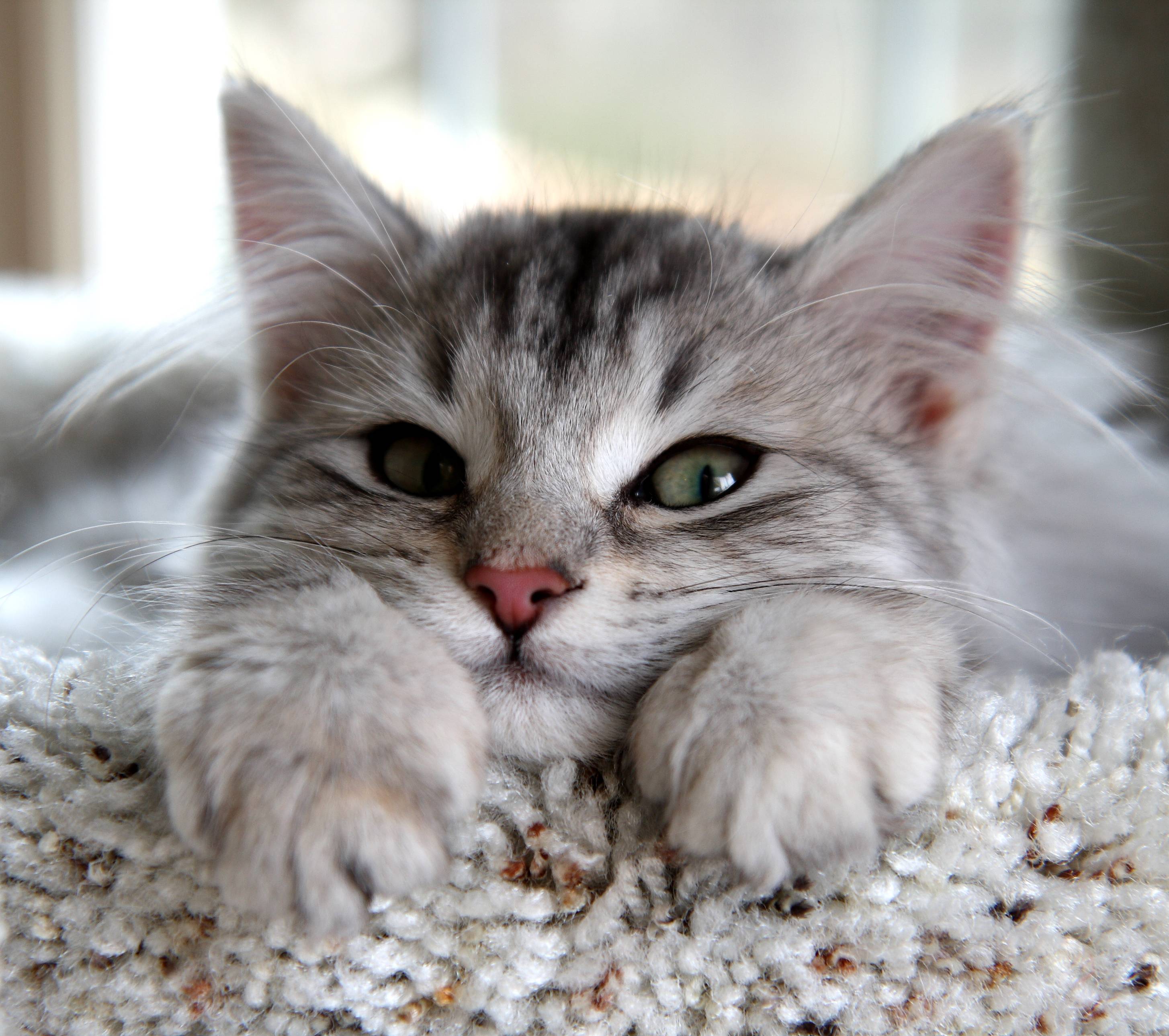 Hình nền Mèo Con Dễ Thương đẹp nhất cho điện thoại | Mèo, Dễ thương, Động  vật