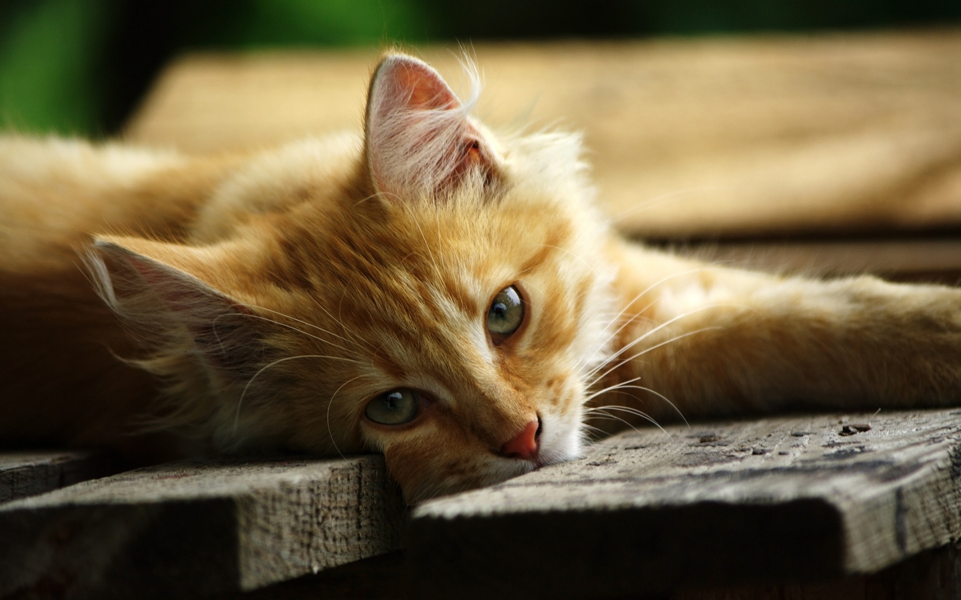 Hình nền Mèo cho điện thoại đẹp nhất, dễ thương cute nhất
