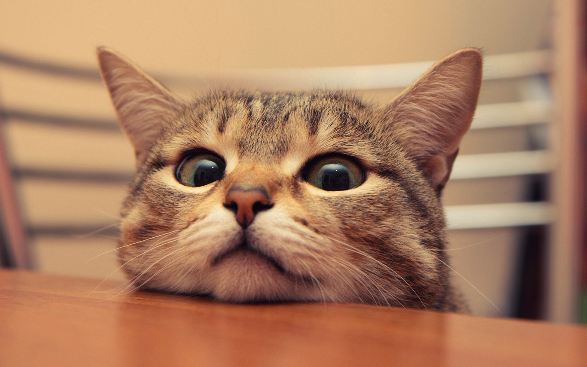 Tổng hợp 50 mẫu hình đại diện avatar mèo cute nhất cho bạn