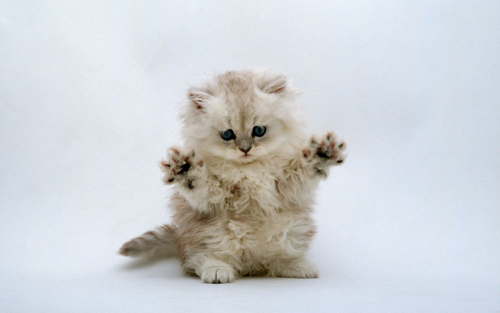 Cập nhật với hơn 95 meo cute hình nền mèo dễ thương tuyệt vời nhất  POPPY
