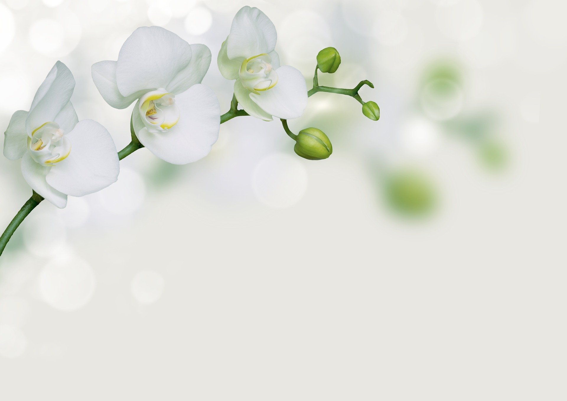 Hình nền đẹp cho PowerPoint với những đóa hoa lan  Flower background  wallpaper Flower backgrounds Poster background design
