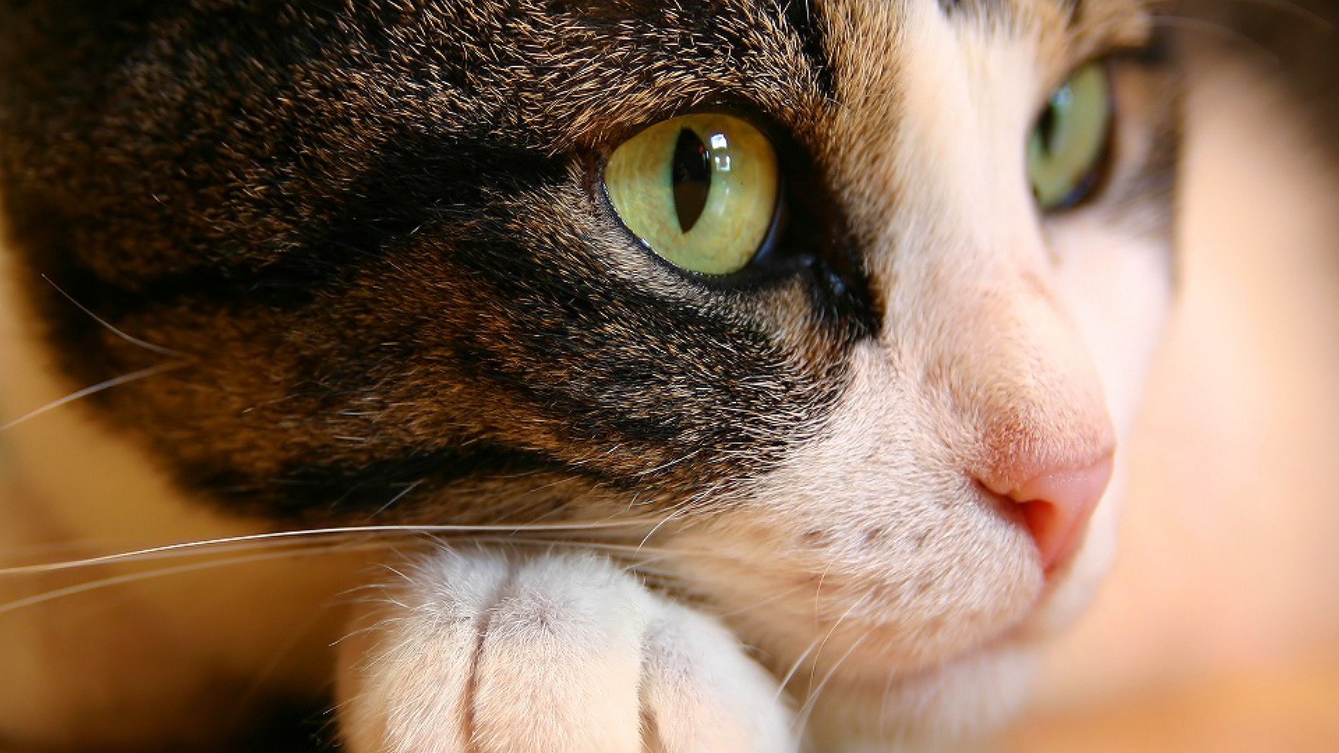 Top 50 hình nền máy tính cute mèo siêu yêu và lãng mạn