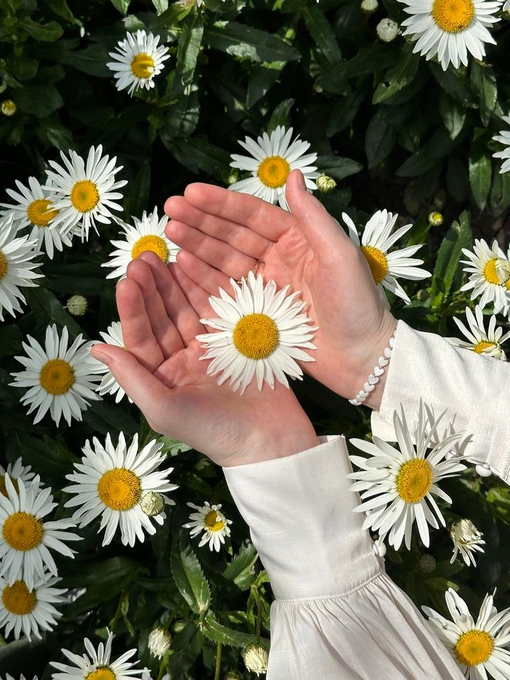 99+ Hình nền hoa cúc họa mi đẹp, chất lượng 4K cho điện thoại, máy tính