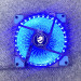 fan-tan-nhiet-vitra-frost-12-15-led-blue-1