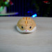 chuot-may-tinh-khong-day-akko-hamster-plus-hima-7